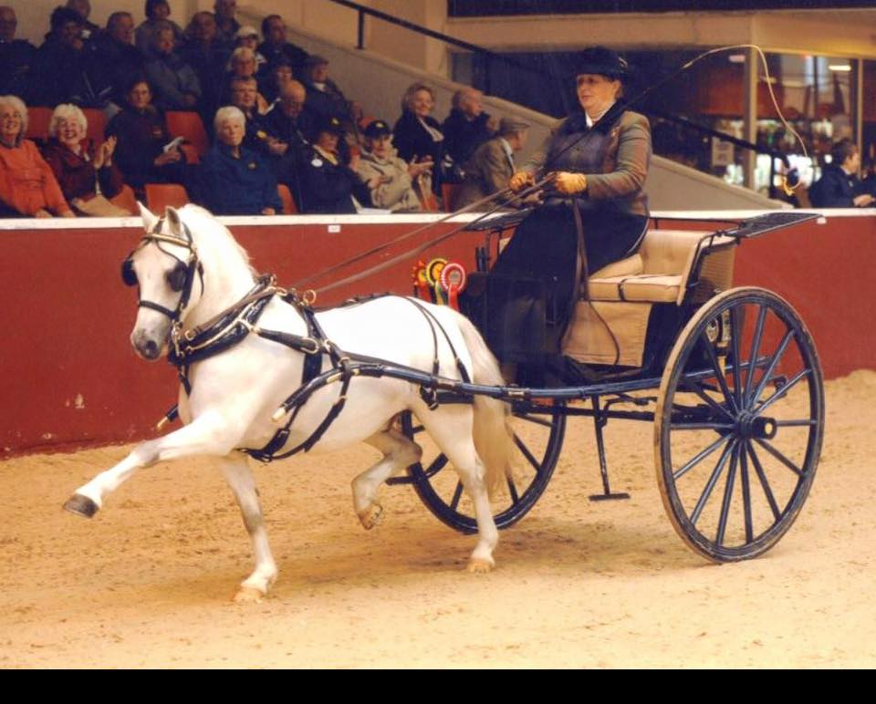 Thistledown Eric - Welsh Section A - Horse Driving